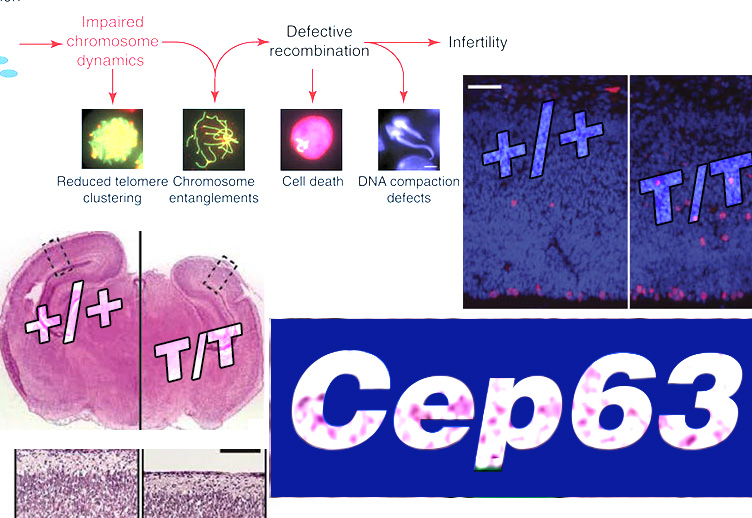p53-dependent apoptosis