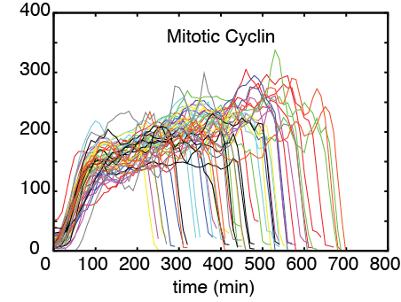 Single cell dynamics of mitotic cyclin in adapting yeast cells