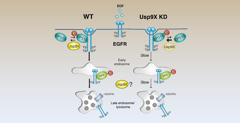 USP9X Controls EGFR Fate by Deubiquitinating the Endocytic Adaptor Eps15.